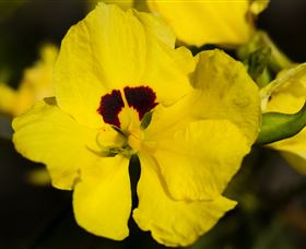 Flora - Darwin Holiday 1