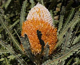 Flora - Darwin Holiday 2