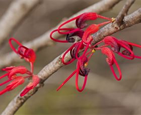 Flora - Darwin Holiday 3