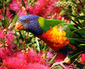 Box Cutting Rainforest Walk - Darwin Holiday 1