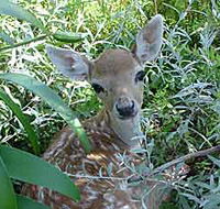 Mesopotamia Lodge Deer Park - Darwin Holiday