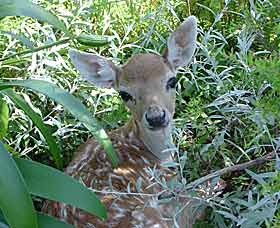 Mesopotamia Lodge Deer Park - Darwin Holiday 0