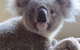 Koala Care Centre In Lismore - thumb 0