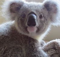 Koala Care Centre in Lismore - Darwin Holiday