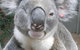 Koala Care Centre In Lismore - thumb 1