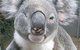 Koala Care Centre In Lismore - thumb 3
