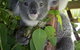 Koala Care Centre In Lismore - thumb 4