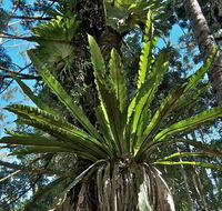 Whian Whian State Conservation Area - Darwin Holiday