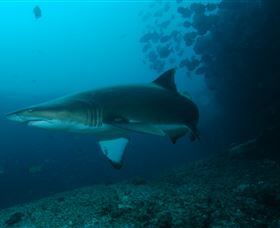 Henderson Rock Dive Site - Darwin Holiday 1