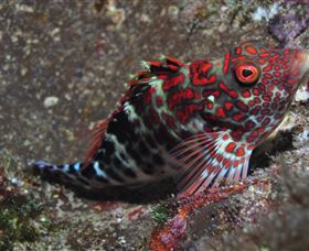 Henderson Rock Dive Site - Darwin Holiday 3