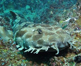 Henderson Rock Dive Site - Darwin Holiday 2