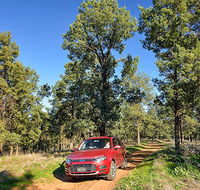 Wallingat Forest drive - Darwin Holiday