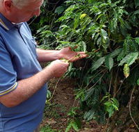 Wombah Coffee Plantation - Darwin Holiday