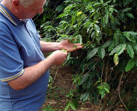 Wombah Coffee Plantation - Darwin Holiday 0