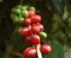 Wombah Coffee Plantation - Darwin Holiday 2