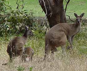 Capel Golf Club - Darwin Holiday 2