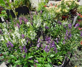 Abundance Lifestyle And Garden - Darwin Holiday 7