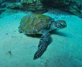 Manta Bommie Dive Site - Darwin Holiday 3