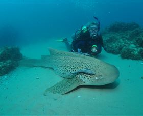 Manta Bommie Dive Site - Darwin Holiday 1