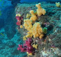 Shag Rock Dive Site - Darwin Holiday