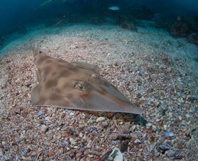 Shag Rock Dive Site - Darwin Holiday 1