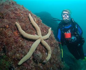 Cook Island Dive Site - Darwin Holiday 0