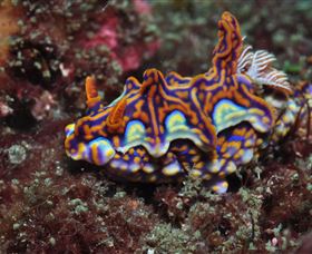 Cook Island Dive Site - Darwin Holiday 1
