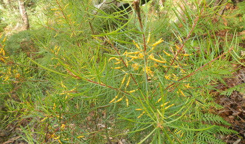 Kinchela Trig Lookout Walk - Darwin Holiday 1