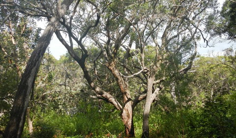 Kinchela Trig Lookout Walk - Darwin Holiday 2
