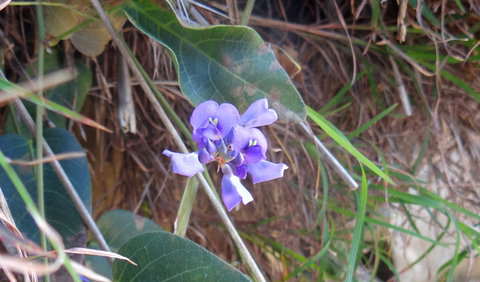 Broken Head Nature Reserve - Darwin Holiday 1