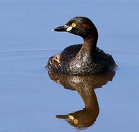 Panboola Wetlands - Darwin Holiday