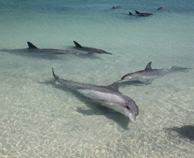 Dolphins Of Monkey Mia - Darwin Holiday 2