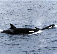 Killer Whale Trail - Darwin Holiday