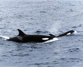 Killer Whale Trail - Darwin Holiday 0
