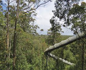 Tarkine Forest Adventures - Dismal Swamp - Darwin Holiday 1