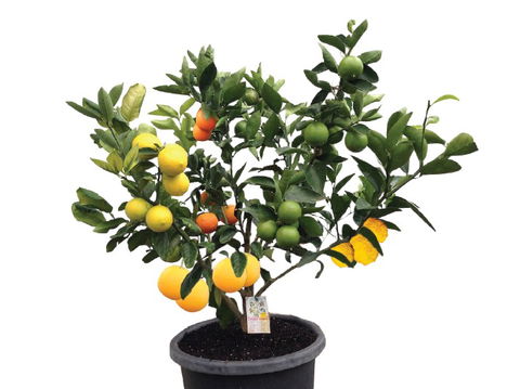 Fruit Salad Tree Company - Darwin Holiday 3