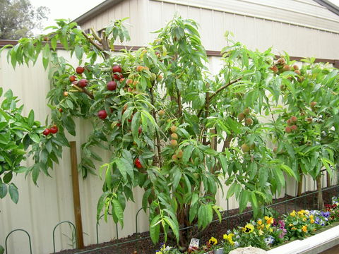 Fruit Salad Tree Company - Darwin Holiday 4