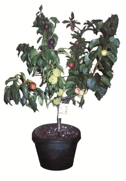 Fruit Salad Tree Company - Darwin Holiday 5