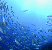 Cape Byron Marine Park - Darwin Holiday