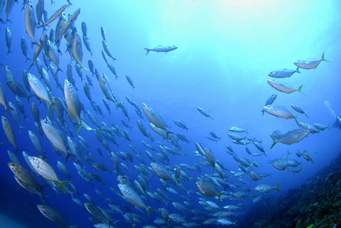 Cape Byron Marine Park - Darwin Holiday 0