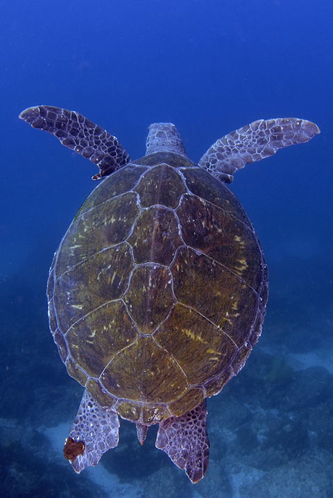 Cape Byron Marine Park - Darwin Holiday 3