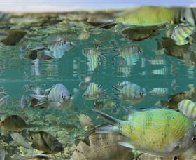 Blowholes And Point Quobba - Darwin Holiday 2