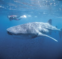 Swim with the Whale Sharks - Darwin Holiday