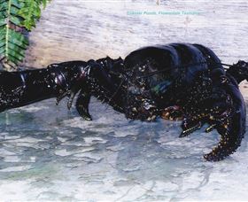 Lobster Ponds - Darwin Holiday 2