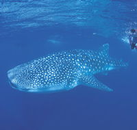 Ningaloo Reef - Darwin Holiday