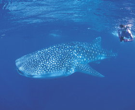 Ningaloo Reef - Darwin Holiday 0