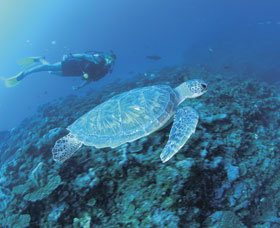 Ningaloo Reef - Darwin Holiday 1