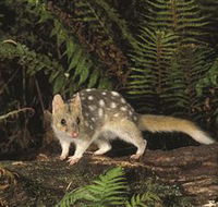 Tarkine Forest Reserve - Darwin Holiday