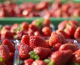Turners Beach Berry Patch - Darwin Holiday 0