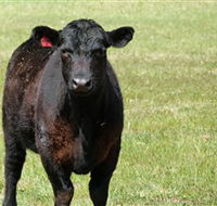 Denham Farm Beef and Lamb - Darwin Holiday